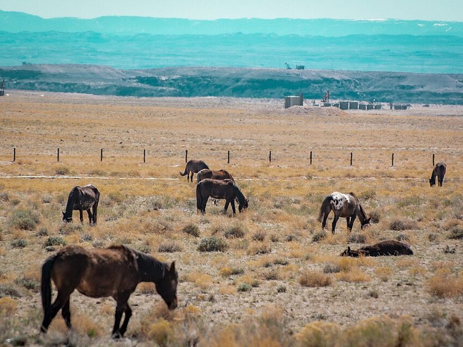 Horses grazing on the open range