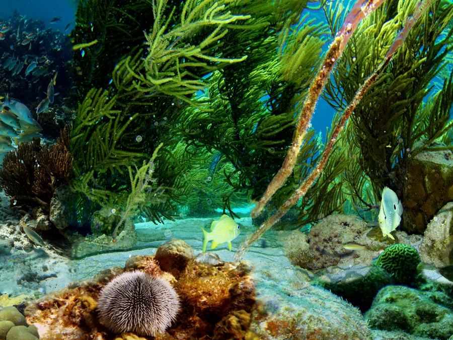 Coral reef and fish underwater