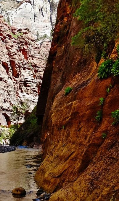 Red canyon walls of the Narrows in Zion